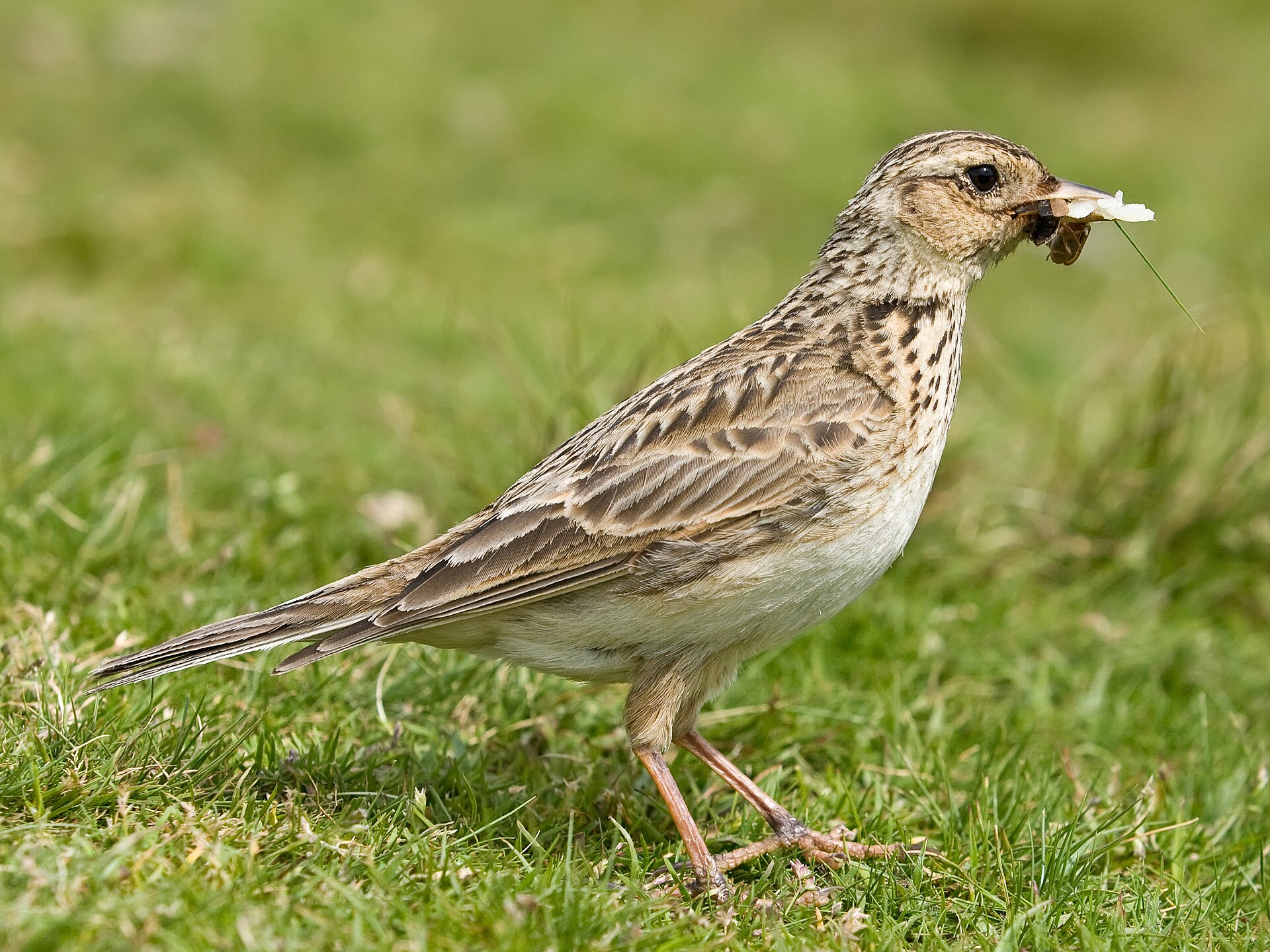 Imagem de referência de Alaudidae, descrito nos dados abertos como família de ave