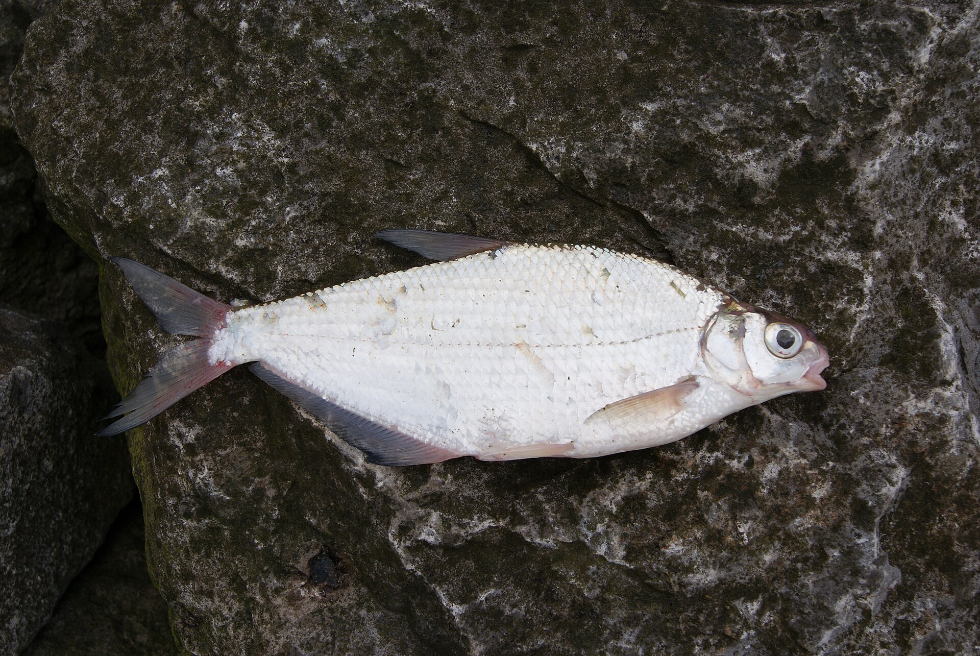 Imagem de referência de Ballerus sapa, descrito nos dados abertos como espécie de peixe