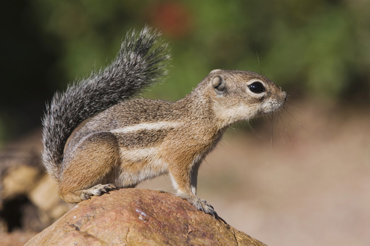 Menino ouve ruídos estranhos em casa, e família encontra intruso na lareira
