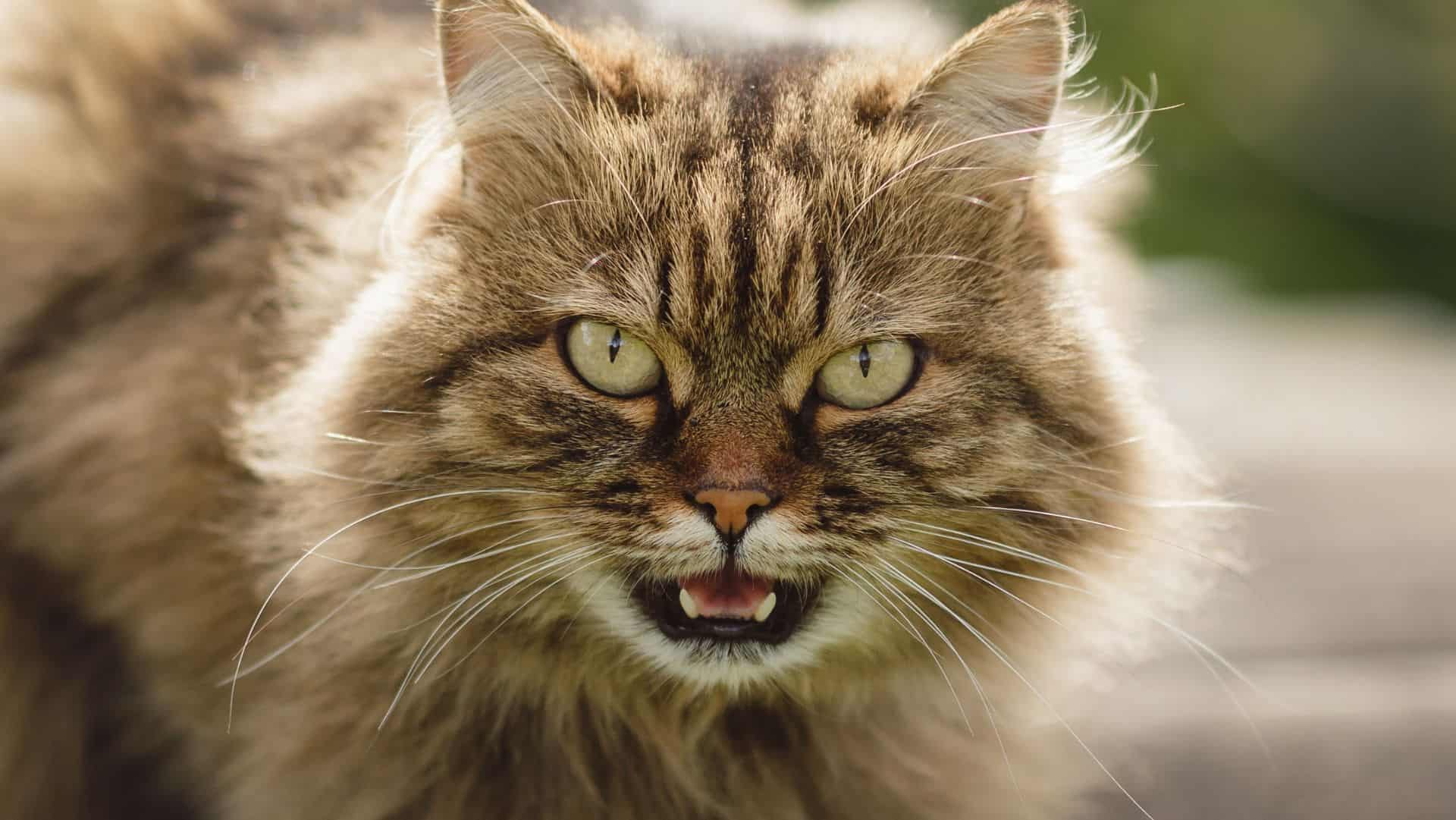 O pequeno felino que enganou cientistas e virou a primeira nova espécie de gato em 100 anos