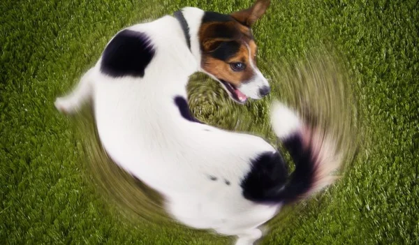 Com a chegada da primavera, cães podem sofrer mais com coceira e alergias