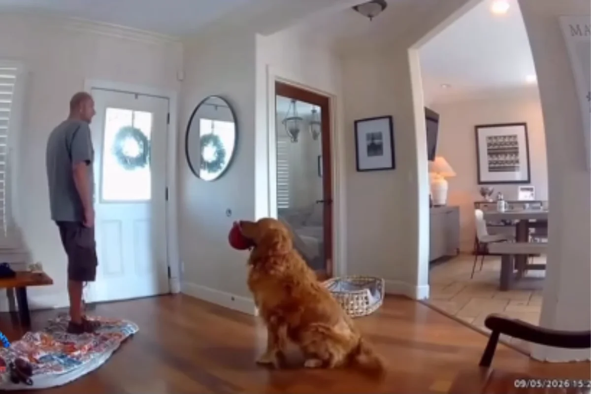Golden retriever surpreende ao receber ladrão com brinquedo na boca