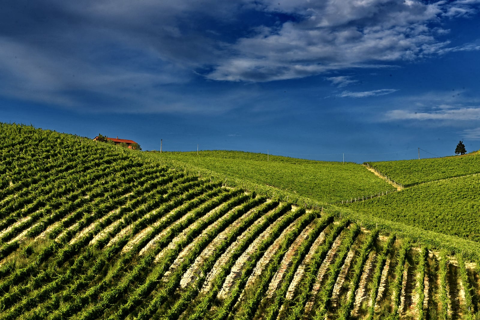 Vinhedo em Monferrato, Piemonte, Itália Cedida pelo Consorzio Barbera d'Asti