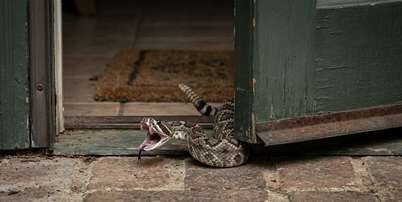 Manter o quintal limpo e instalar telas de prote&ccedil;&atilde;o s&atilde;o medidas essenciais para garantir a seguran&ccedil;a da fam&iacute;lia contra r&eacute;pteis. Foto: Imagem gerada por IA / Catraca Livre