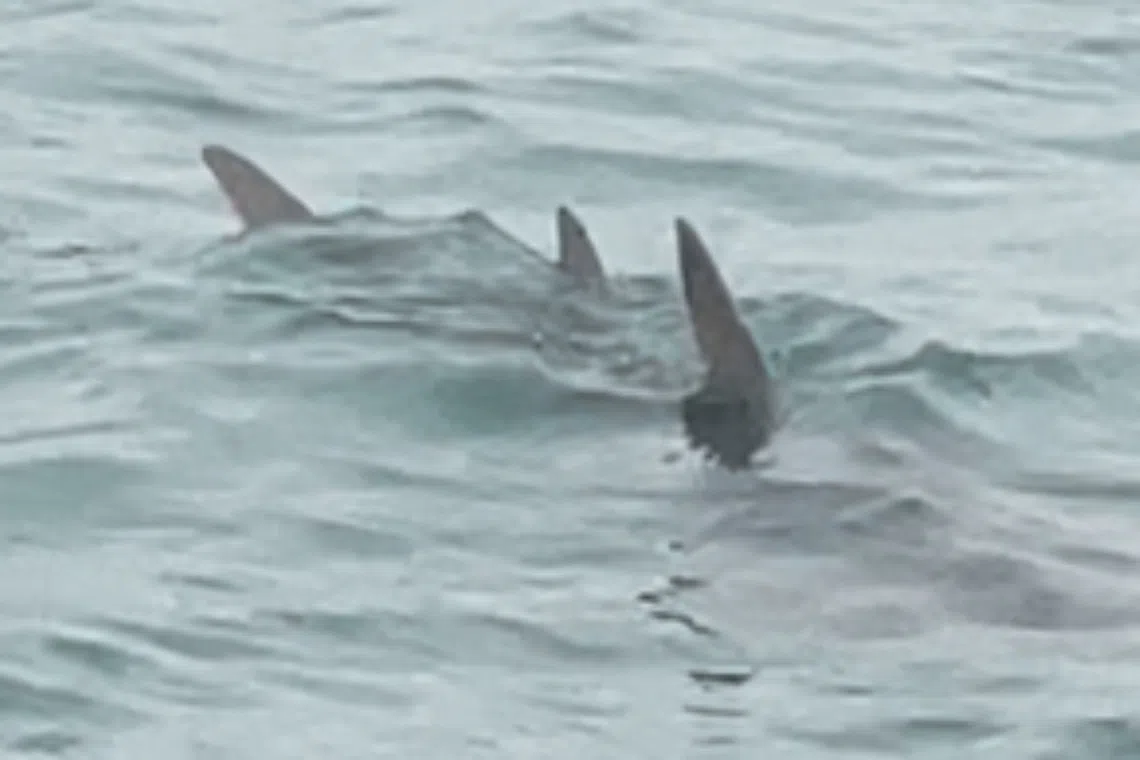 The bowmouth guitarfish has been officially detected in Singapore waters after an absence of nearly 30 years.