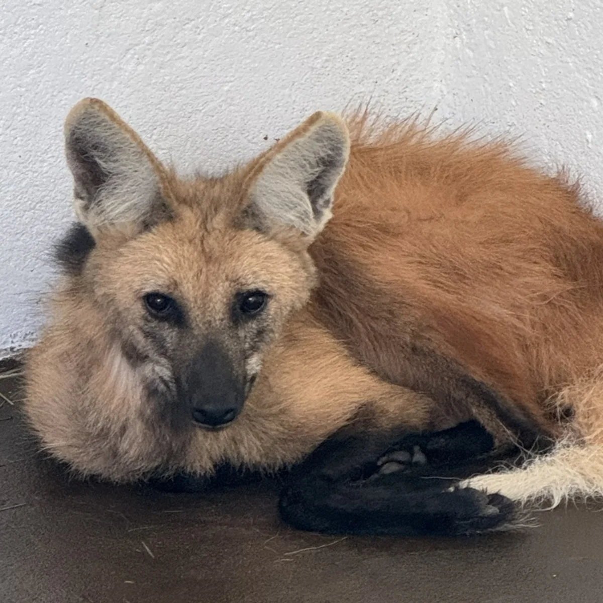 Lobo-guará do Zoo do DF é transferida para programa de conservação em SP