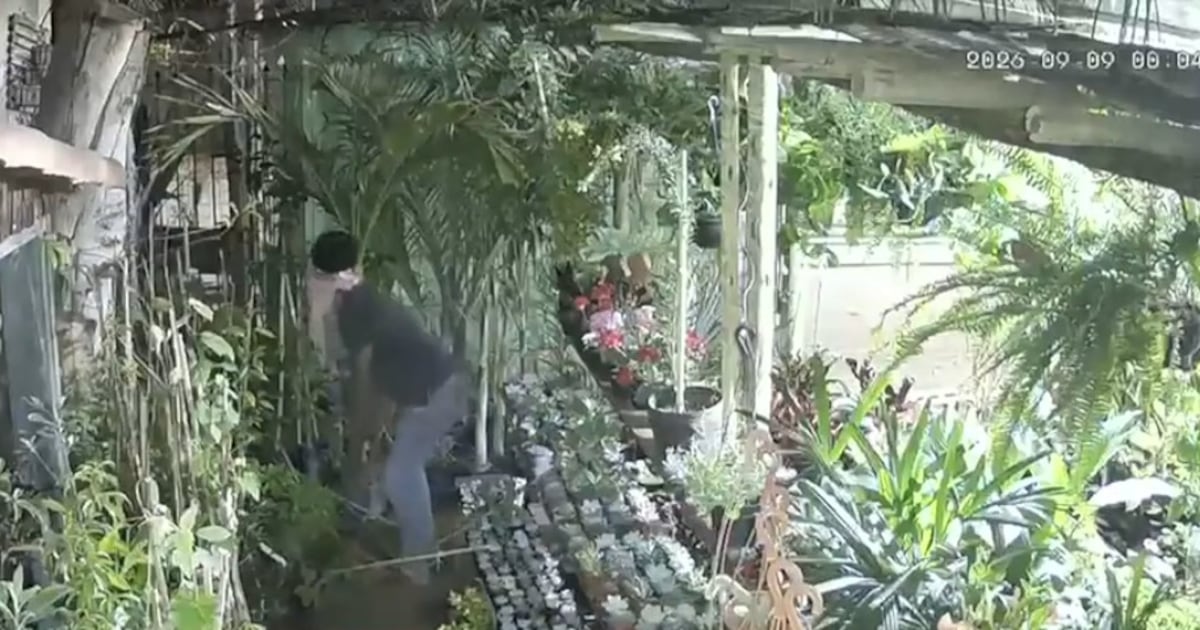 Floricultura é invadida oito vezes em um ano e comerciantes apontam mesmo suspeito em MG