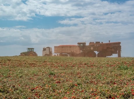 Do campo ao ketchup: a operação por trás de um dos produtos mais populares da mesa