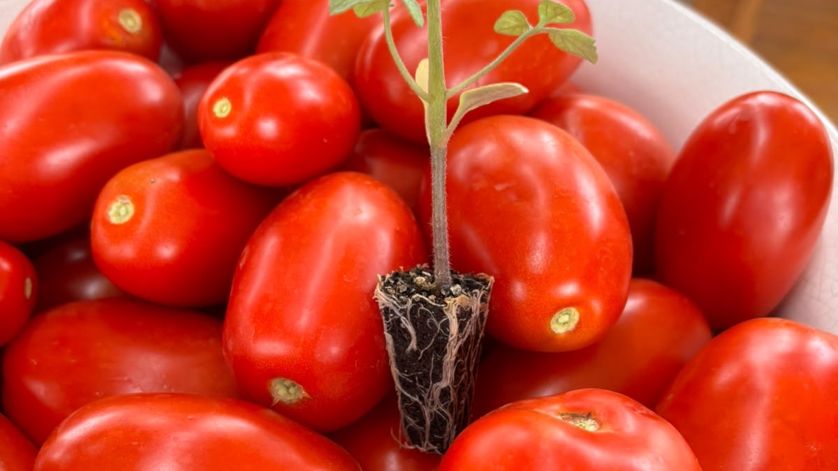 Do campo ao ketchup: a operação por trás de um dos produtos mais populares da mesa