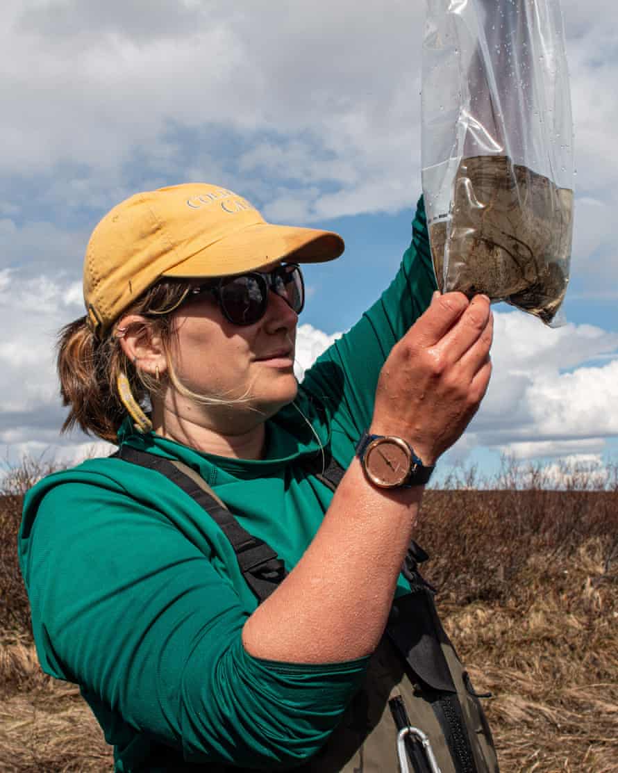 Um ecossistema ártico inteiro pode evoluir para se adaptar à crise climática?