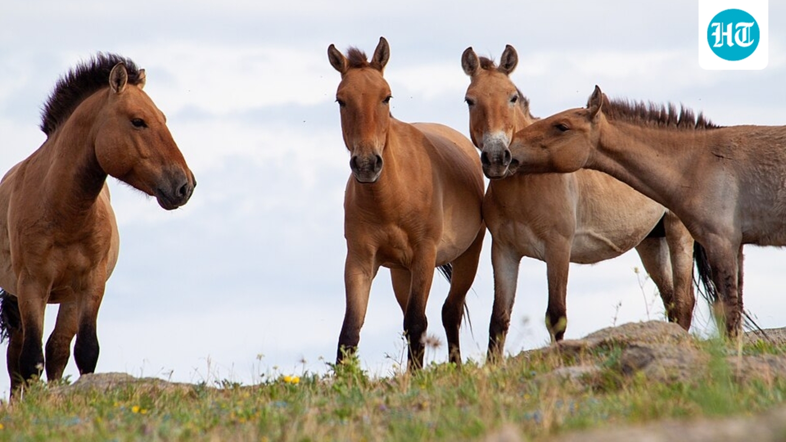 Em 1998, cavalos de Przewalski foram trazidos para Chernobyl; até 2018, pesquisadores contaram 137 na zona de exclusão da Ucrânia, apesar de mortes precoces e caça furtiva