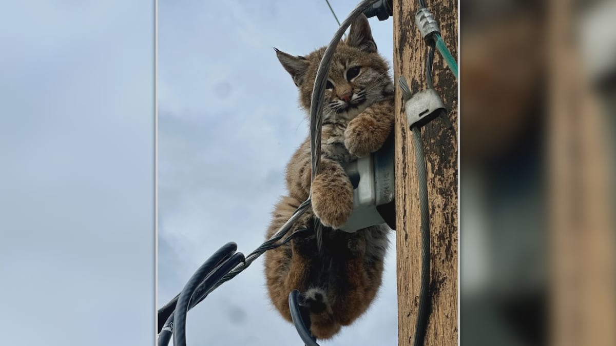 Baby bobcat stuck on Kelowna utility pole prompts rescue effort