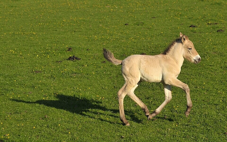A one-week-old Przewalski's colt is running to his mother. (Wikimedia Commons)