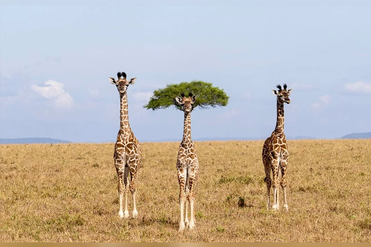 Três girafas jovens estavam lado a lado na savana. Metrópoles