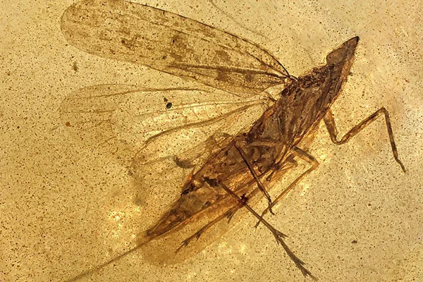 Fóssil revela nova espécie de inseto que viveu na era dos dinossauros