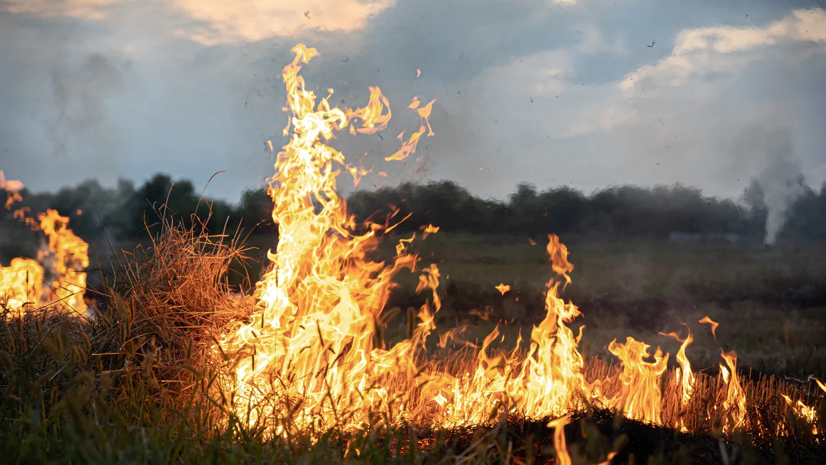 Cerrado é preparado para o fogo, mas incêndio frequente evita recuperação