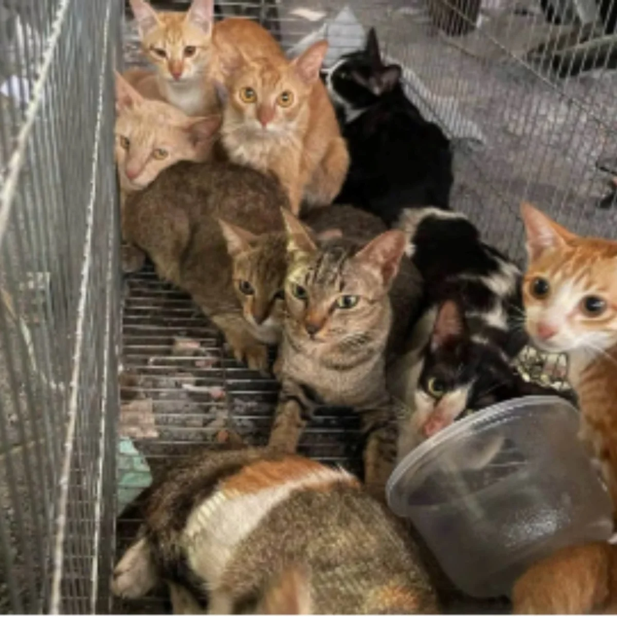 Quadrilha é presa após roubar 2,7 mil gatos para vender a carne no Vietnã