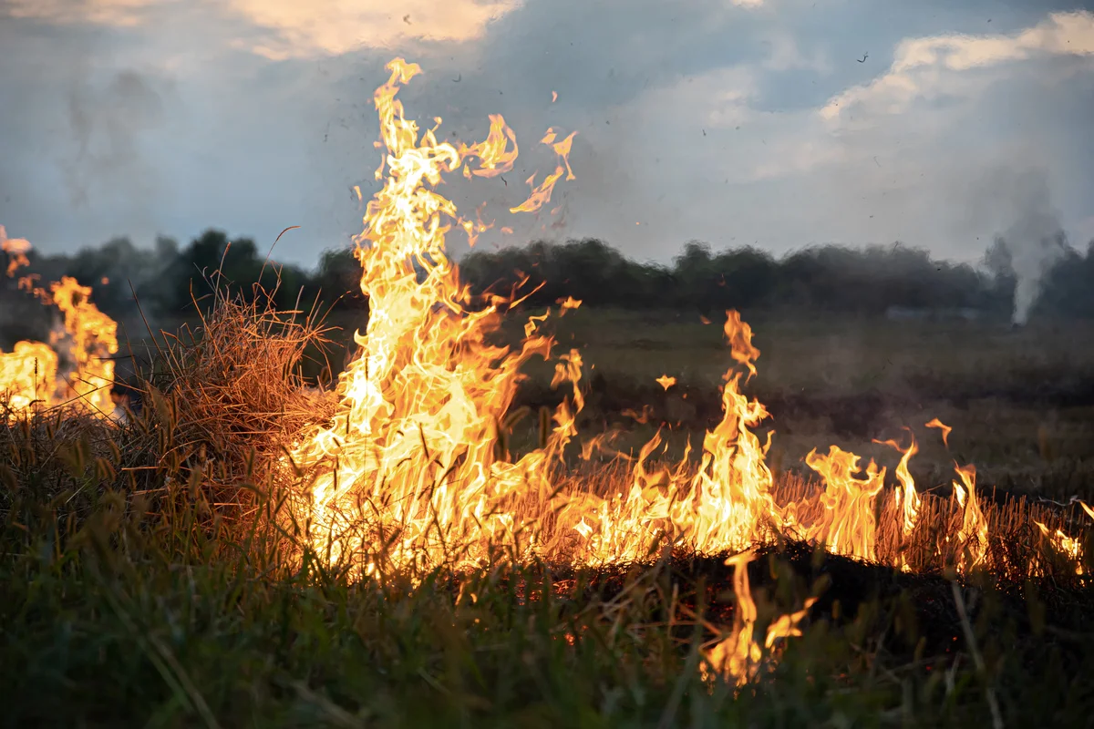 Cerrado é preparado para o fogo, mas incêndio frequente evita recuperação