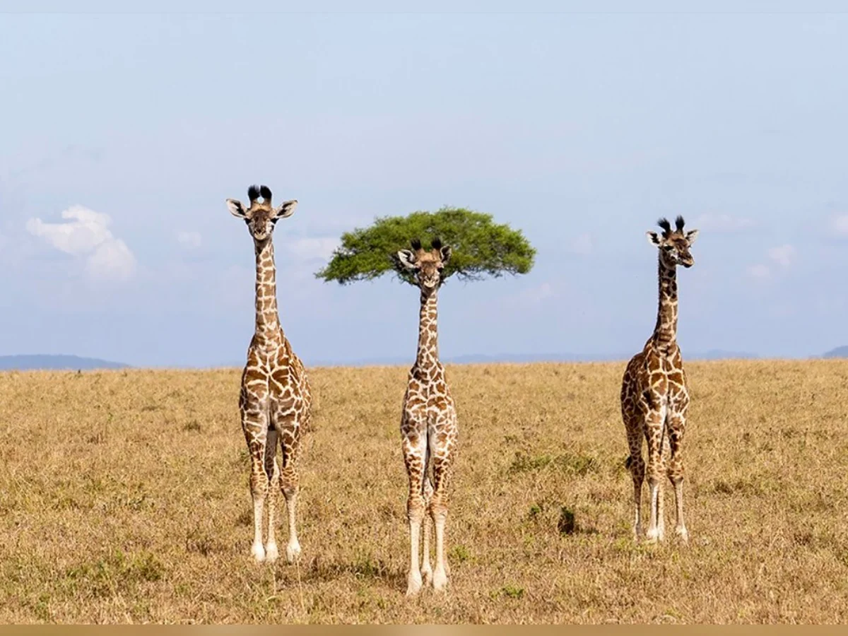 Comédia animal: veja 8 das fotos mais engraçadas da vida selvagem de 2026