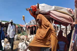 Brisk livestock sales help Middle Shabelle pastoralists to repay drought debtsr