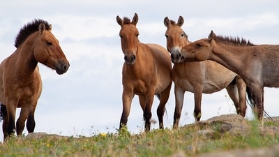 A conservation program brought Przewalski’s horses to the Chernobyl exclusion zone in 1998. (Wikimedia Commons)