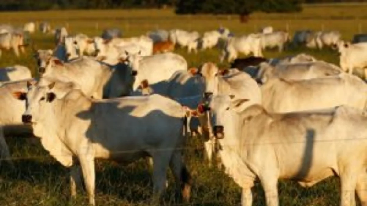 Exportação de carne para China caiu 93,5% após Brasil atingir 100% da cota